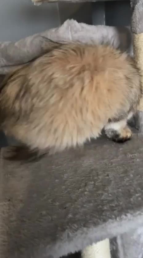 Persian cats for sale:     Beautiful Persian Female Cat in Manchester - Video 1