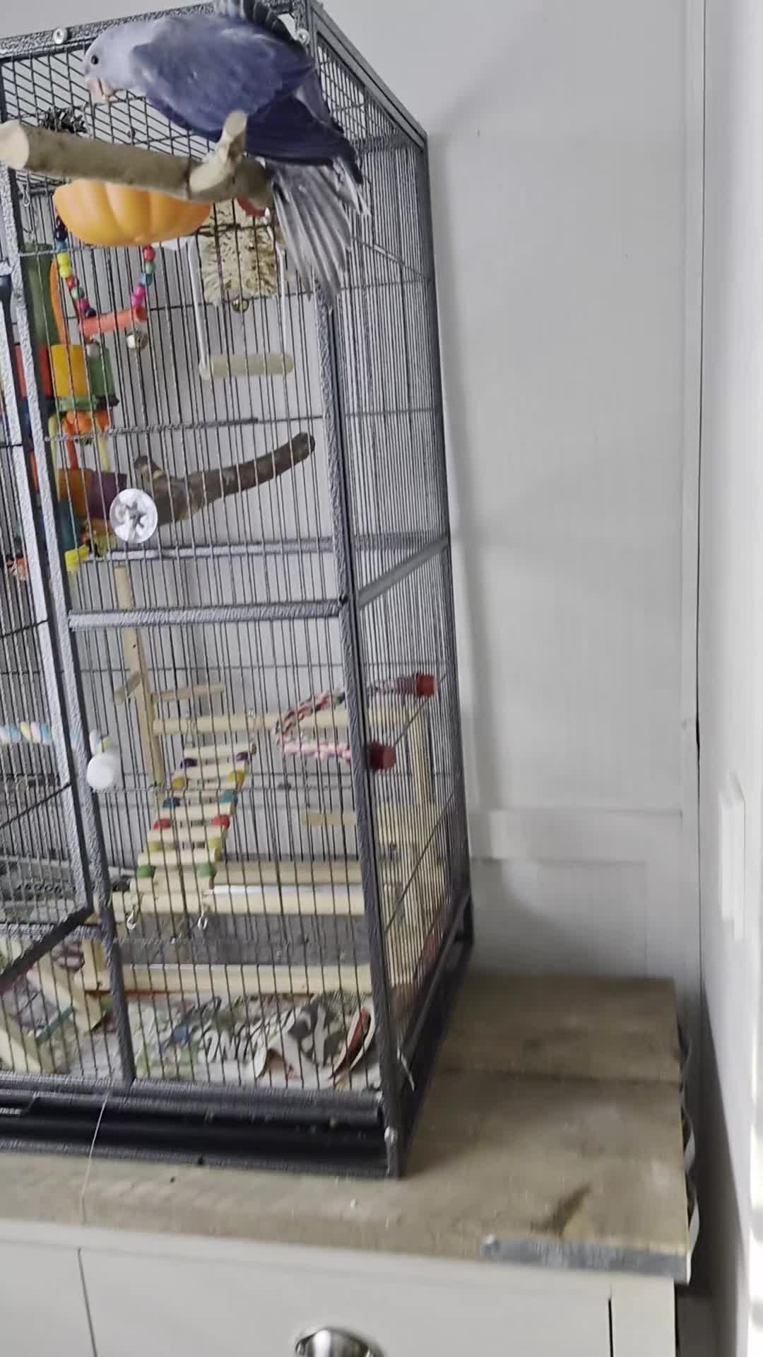 Parakeets birds for sale: Beautiful lilac tame ringneck  in Keighley - Video 1