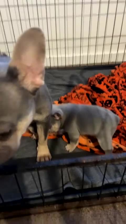 French Bulldog dogs for sale: Male French bulldog puppy in Walsall - Video 1