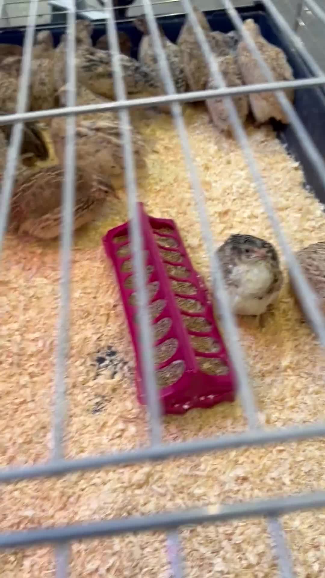 Quail poultry for sale: Coturnix Quail, egg laying hens, males, young one - Video 1