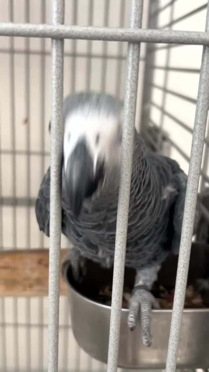 Parrots birds for sale: African grey looking for a new home  - Video 1