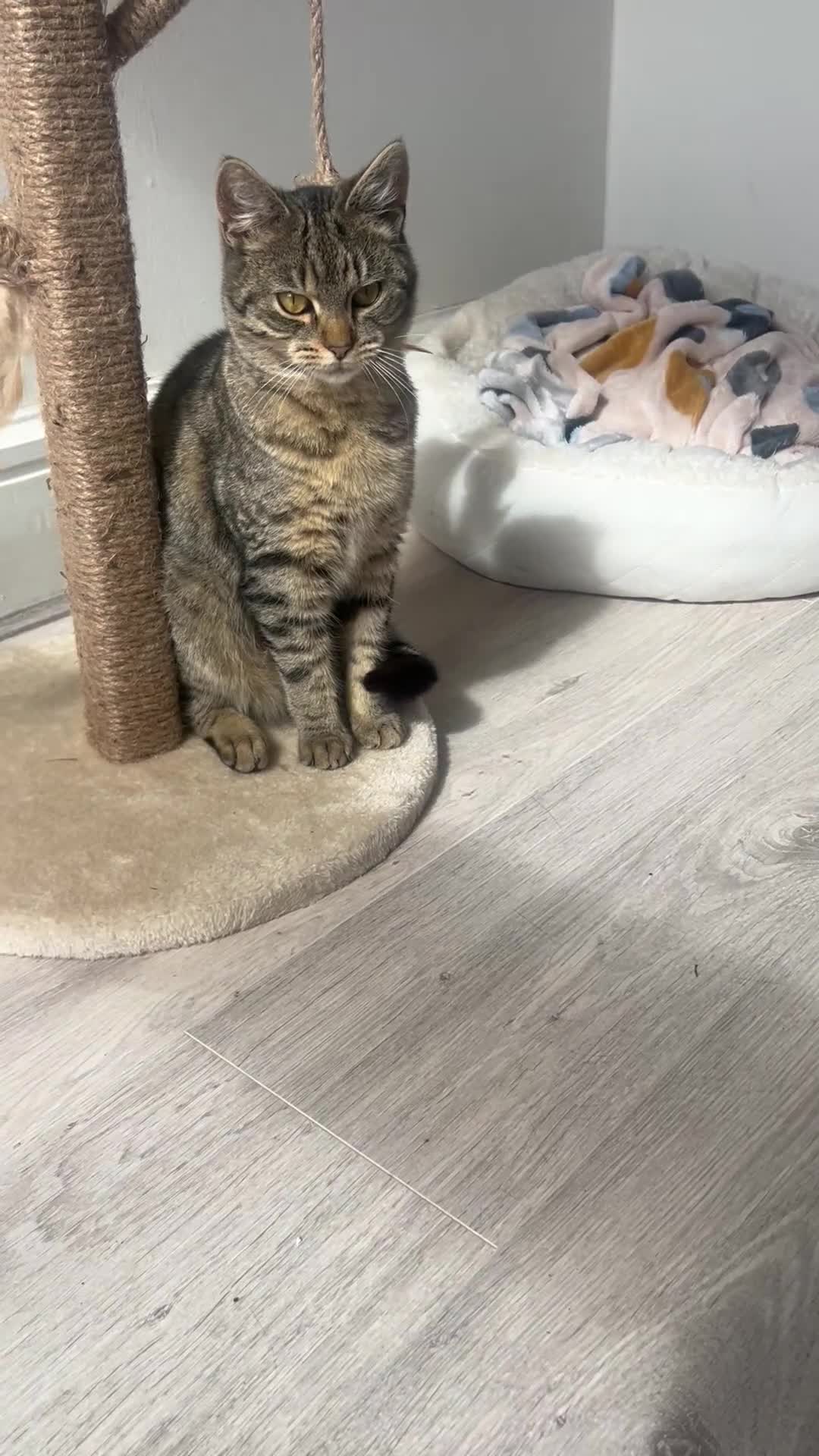 Mixed Breed cats for sale: Spayed cat - Video 1
