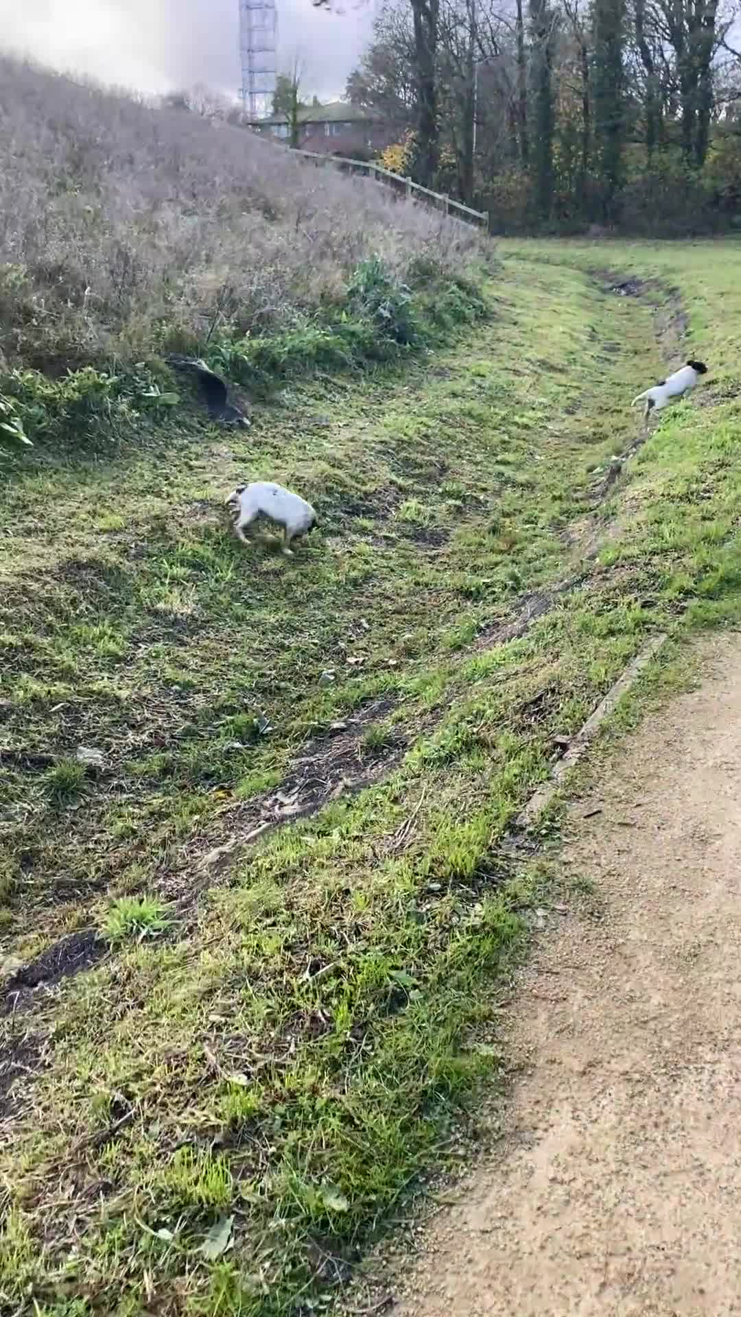 English Springer Spaniel dogs for sale: English Springer Spaniels - Video 3