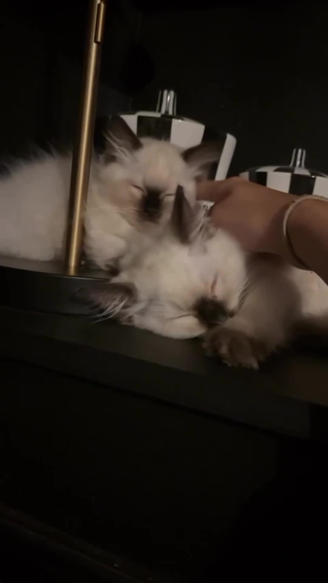 Ragdoll cats for sale: Two beautiful ragdoll kittens  - Video 1