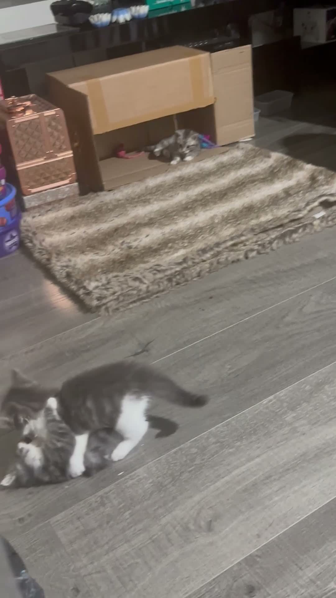 Nebelung cats for sale: 1 Nebulung female and Male 1 Bengal mix in Edgware - Video 1