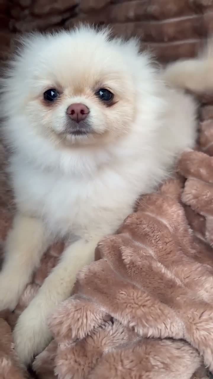 Pomeranian dogs for sale: KC REG  **  POMERANIAN PUPPIES AVAILABLE 💙💙💖 in Stockton-on-Tees - Video 1