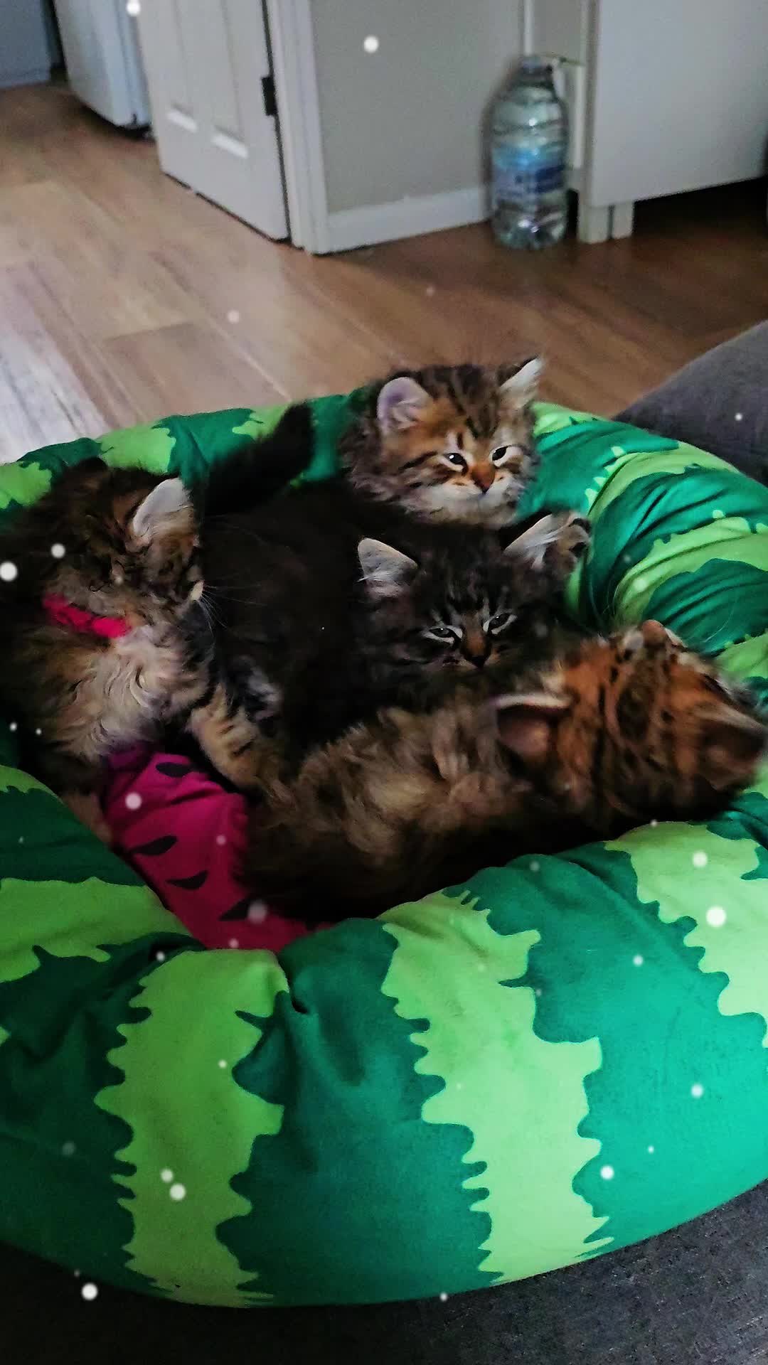 Siberian cats for sale: Pedigree Siberian Kittens from Loving Home - Video 1