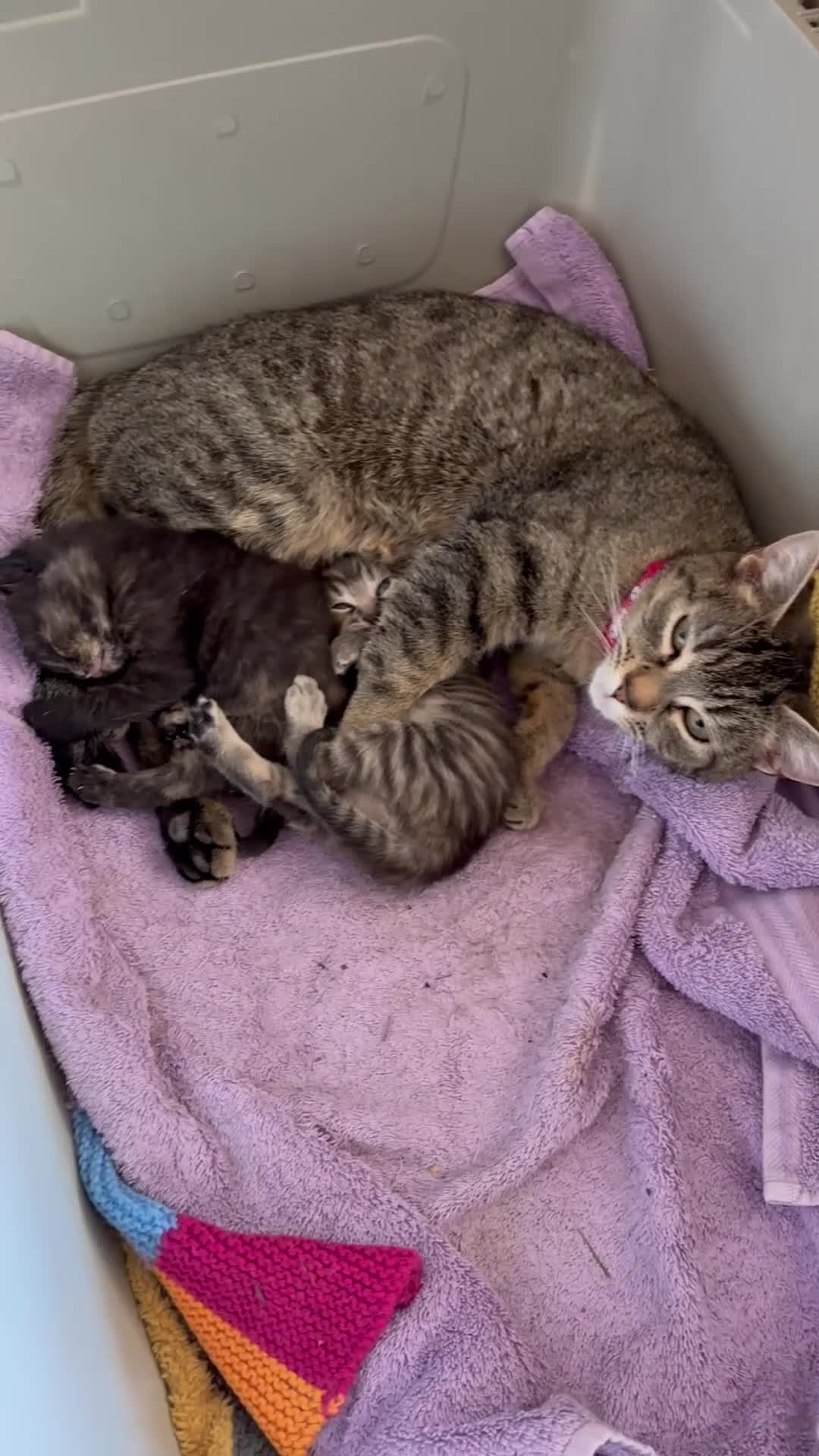 Mixed Breed cats for sale: BSH X MUNCHKIN  - Video 1