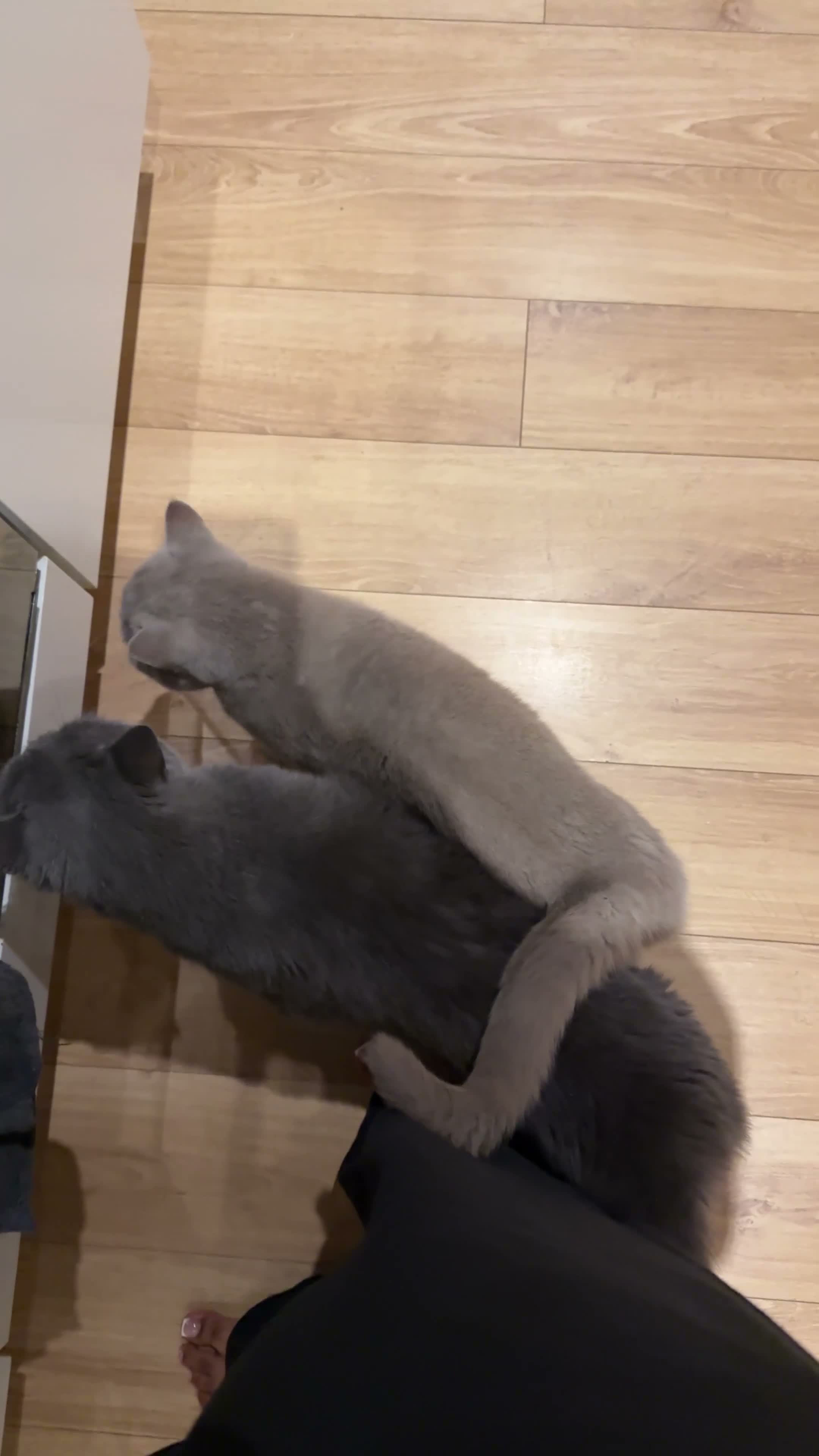 British Shorthair cats for sale: 2 British Short Hairs - 1 female (3) 1 Male (5) - Video 2