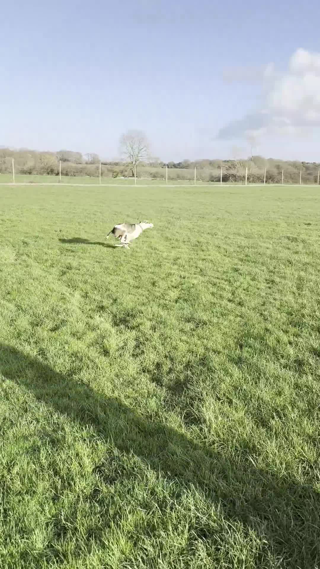 Mixed Breed dogs for sale: Sweet boy Hudson looking for his family  - Video 1