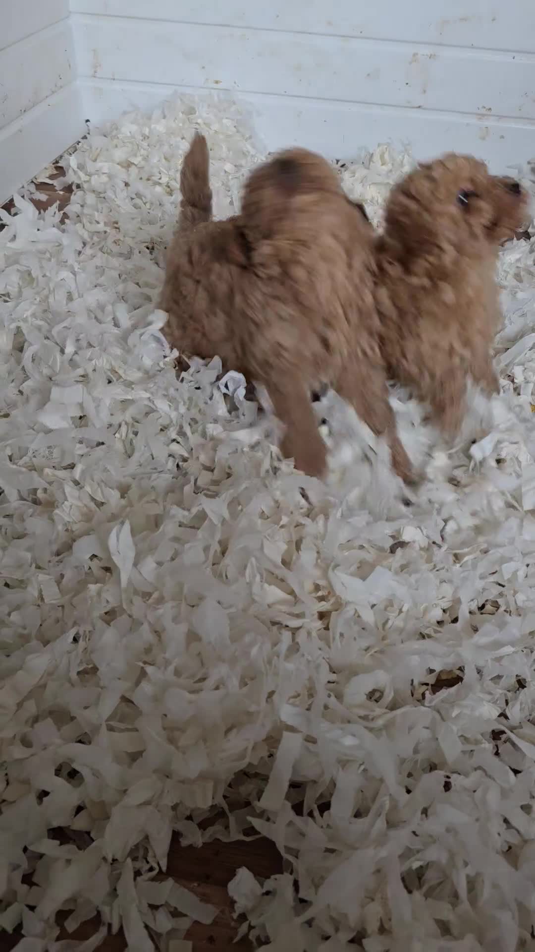 Miniature Poodle dogs for sale: Fox Red miniature poodle puppies  - Video 2