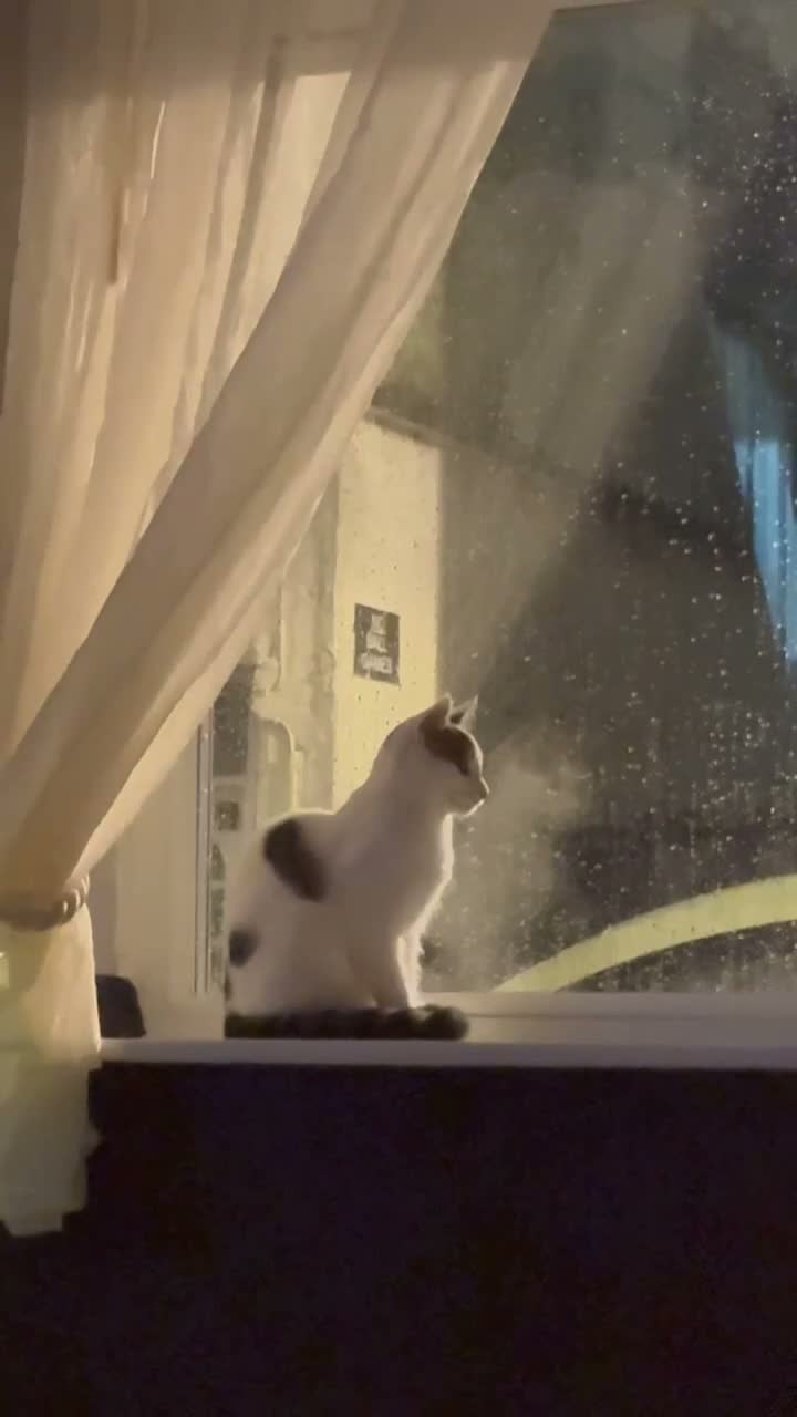 Mixed Breed cats for sale: Adorable kittens looking for a new home! - Video 1