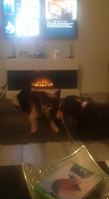 German Shepherd dogs for stud: German Shepard up for stud  in Erith - Video 2