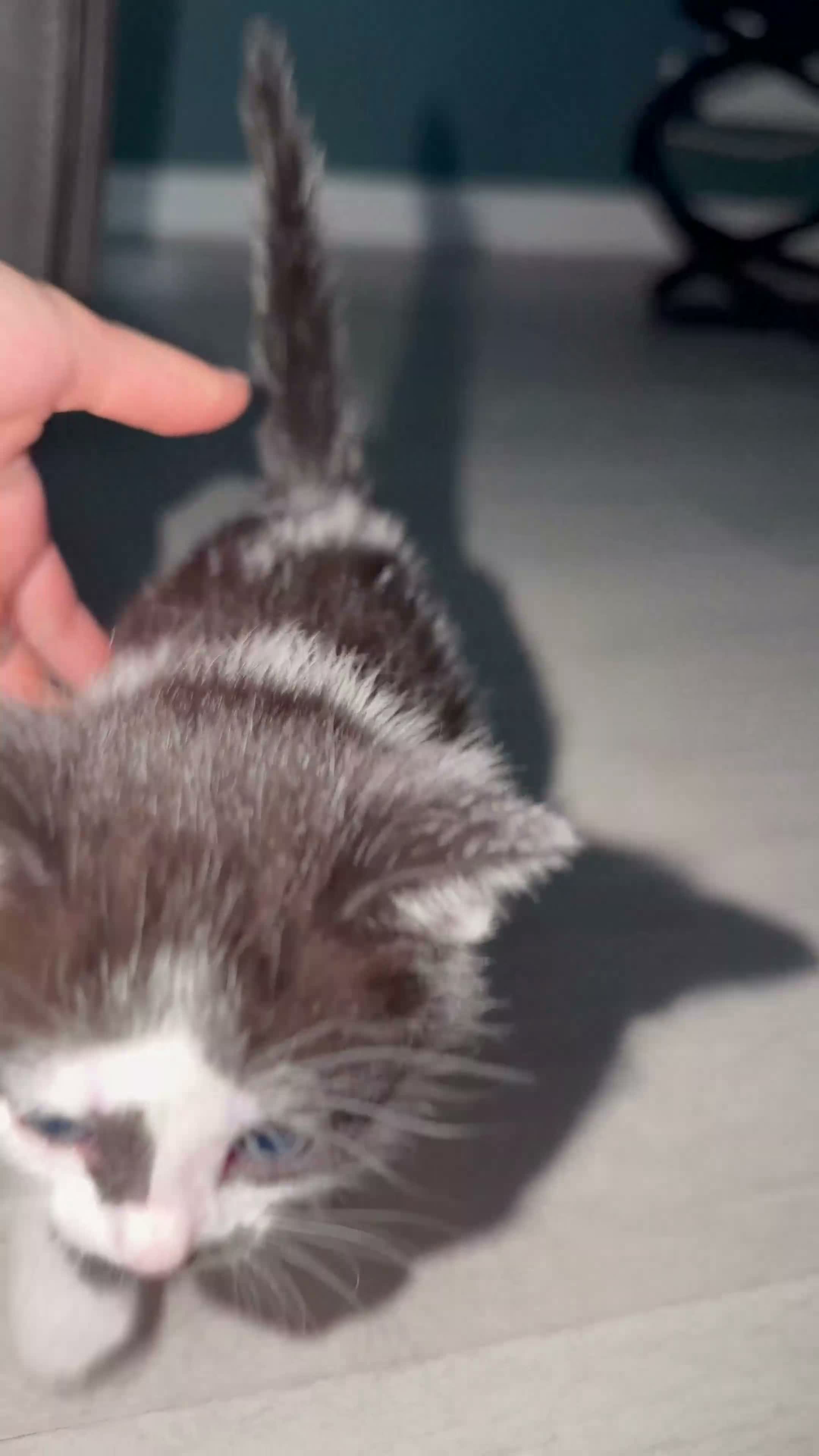 Domestic Shorthair cats for sale: 5 beautiful kittens ready for homes, from 21st Nov in Bridgwater - Video 3