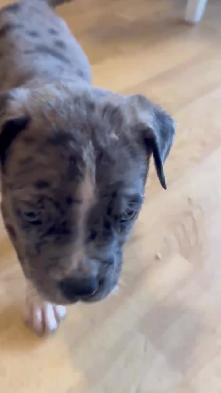 Mixed Breed dogs for sale: #Last 1 left#American bulldog x Corso - Video 3