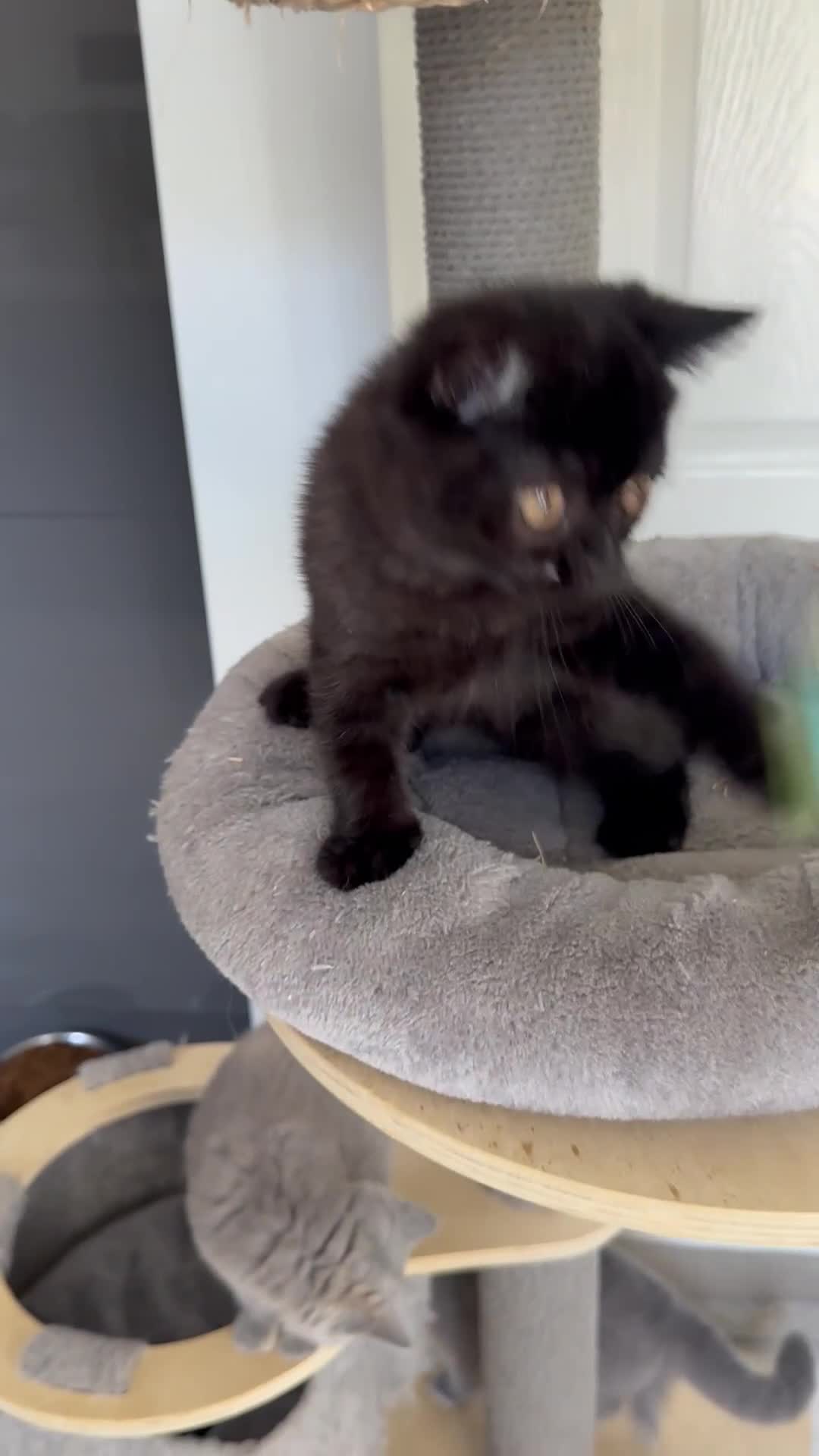 British Shorthair cats for sale: Gccf pedigree black little boy  - Video 1