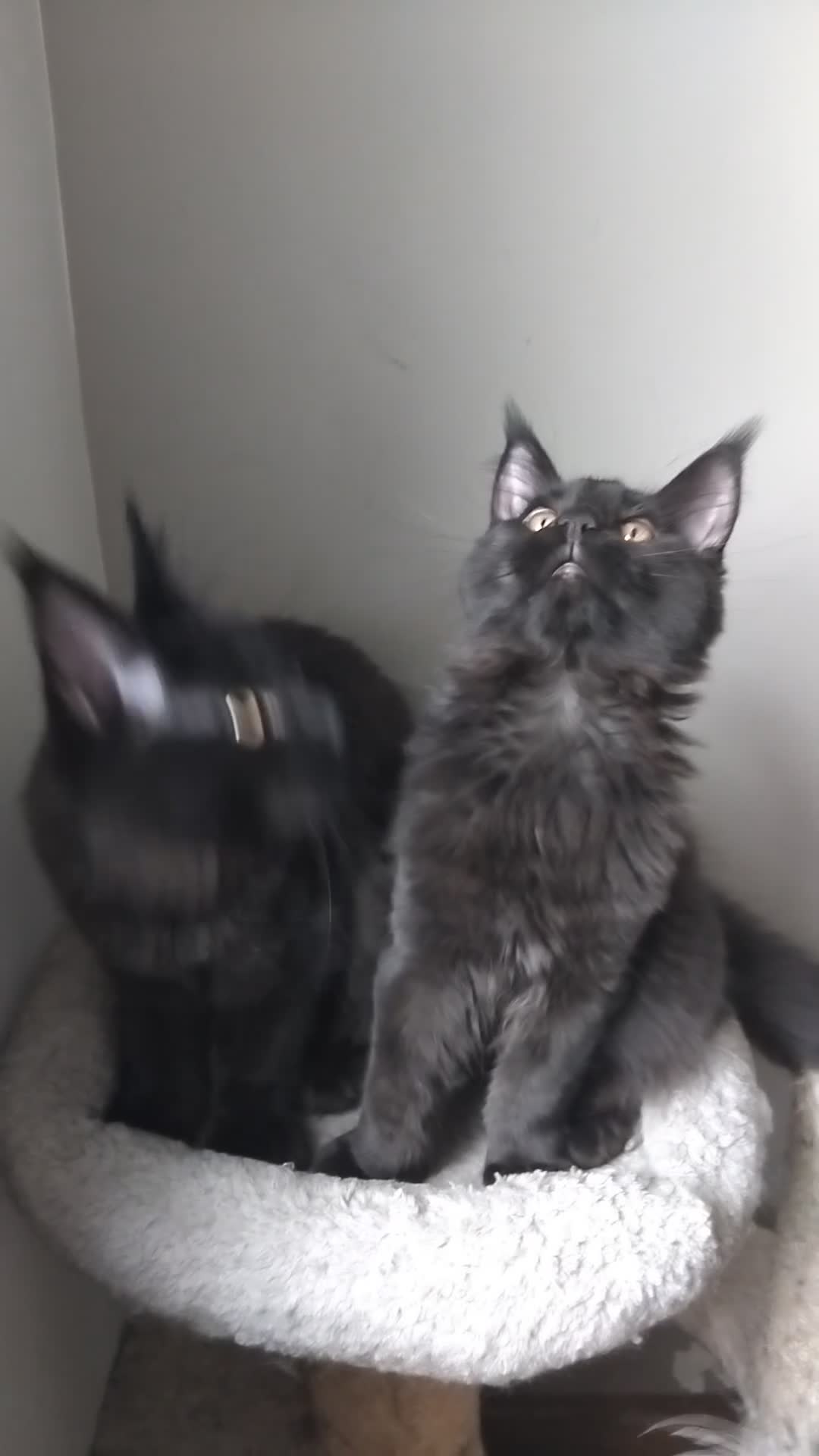 Maine Coon cats for sale: Maine coons big size kittens black grey, tabbys.  - Video 1