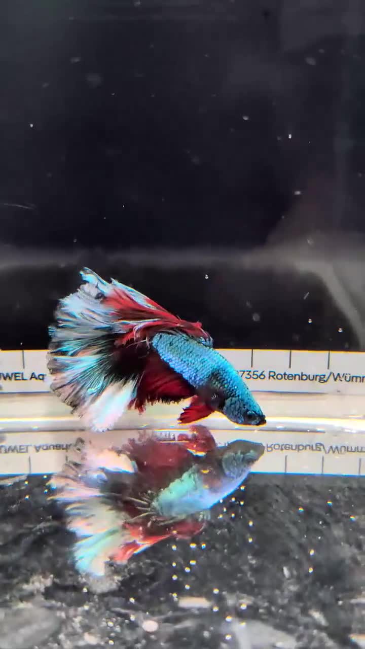 Bettas fish for sale: Bettas - Video 1