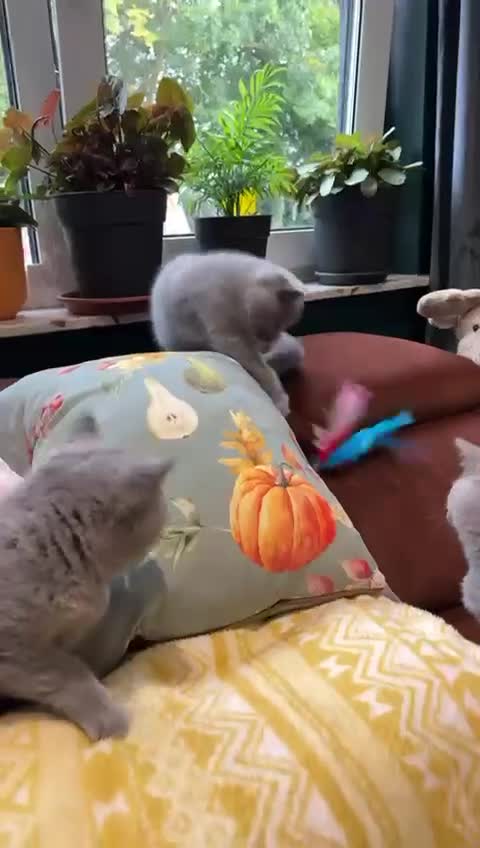 British Shorthair cats for sale: British Shorthair kittens - Video 1