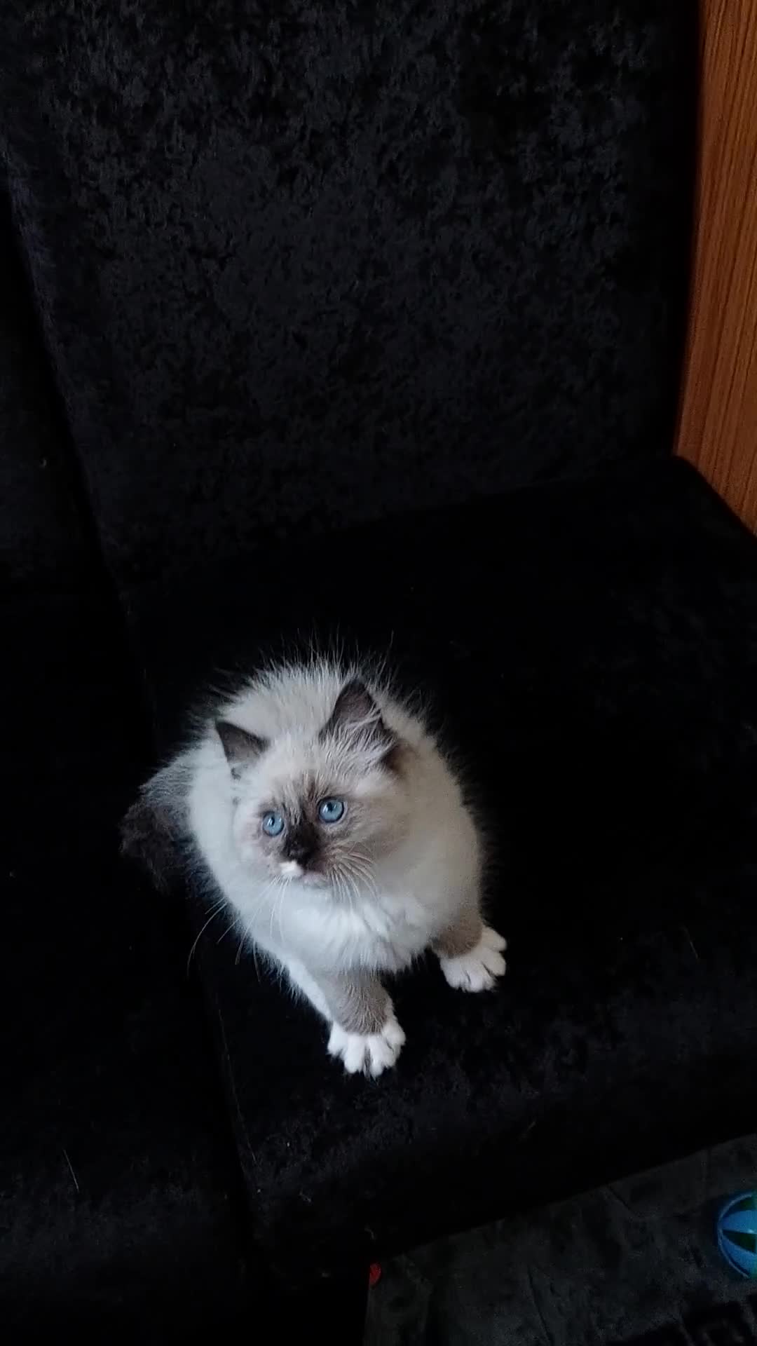Ragdoll cats for sale: Beautiful adorable Ragdoll kittens.  - Video 3
