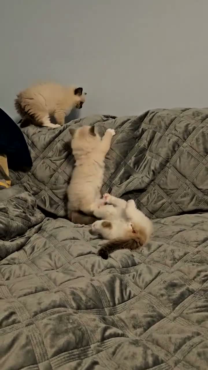 Ragdoll cats for sale: Stunning Ragdoll kittens 😸  - Video 2