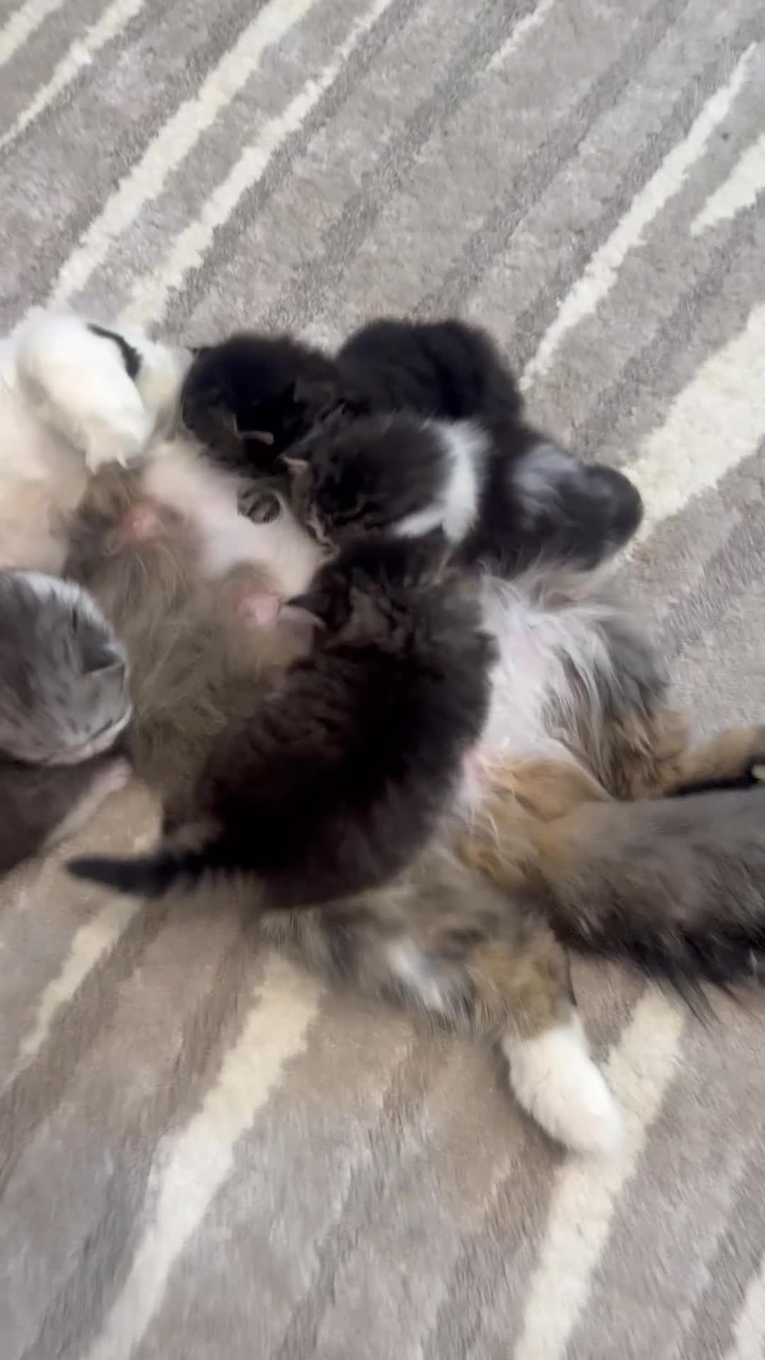 Exotic cats for sale: Beautiful adorable exotic babies - Video 1