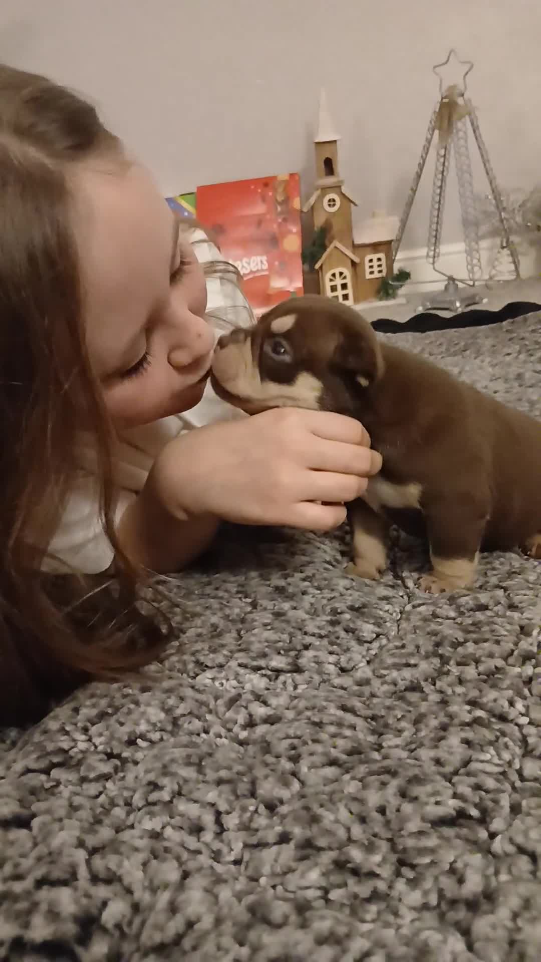 American Bully dogs for sale: ABKC best bloodline Ready to go Pocket Bully  - Video 2