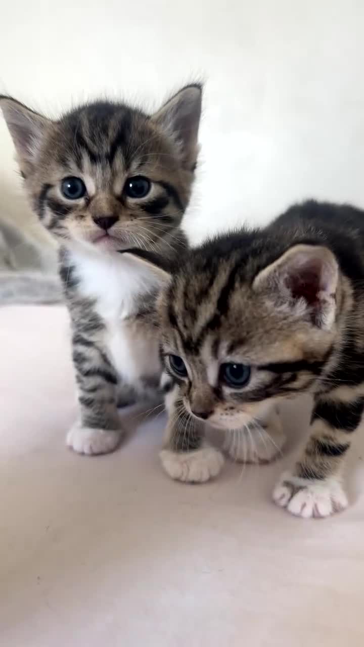 Mixed Breed cats for sale: Mixed Ragdoll / Tabby Adorable Kittens  - Video 2