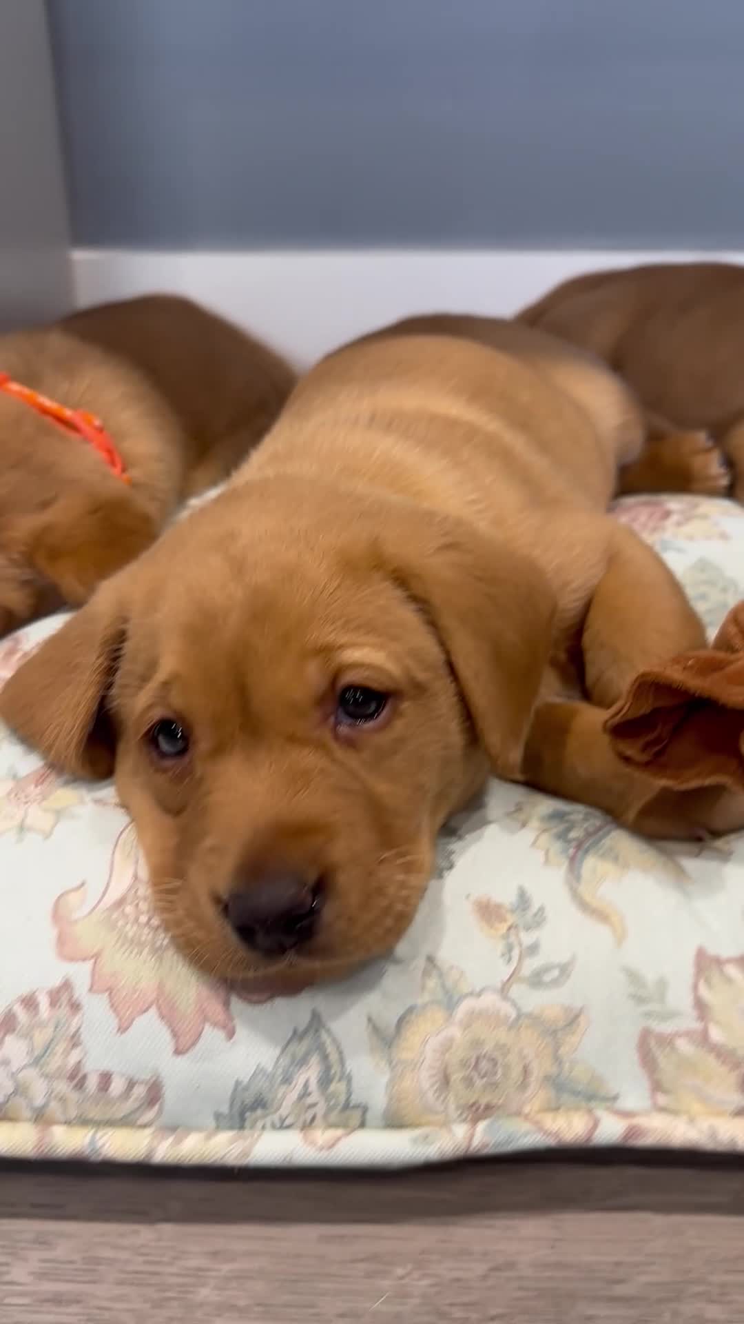 Labrador Retriever dogs for sale: Gorgeous Labrador Retriever Puppies  - Video 1