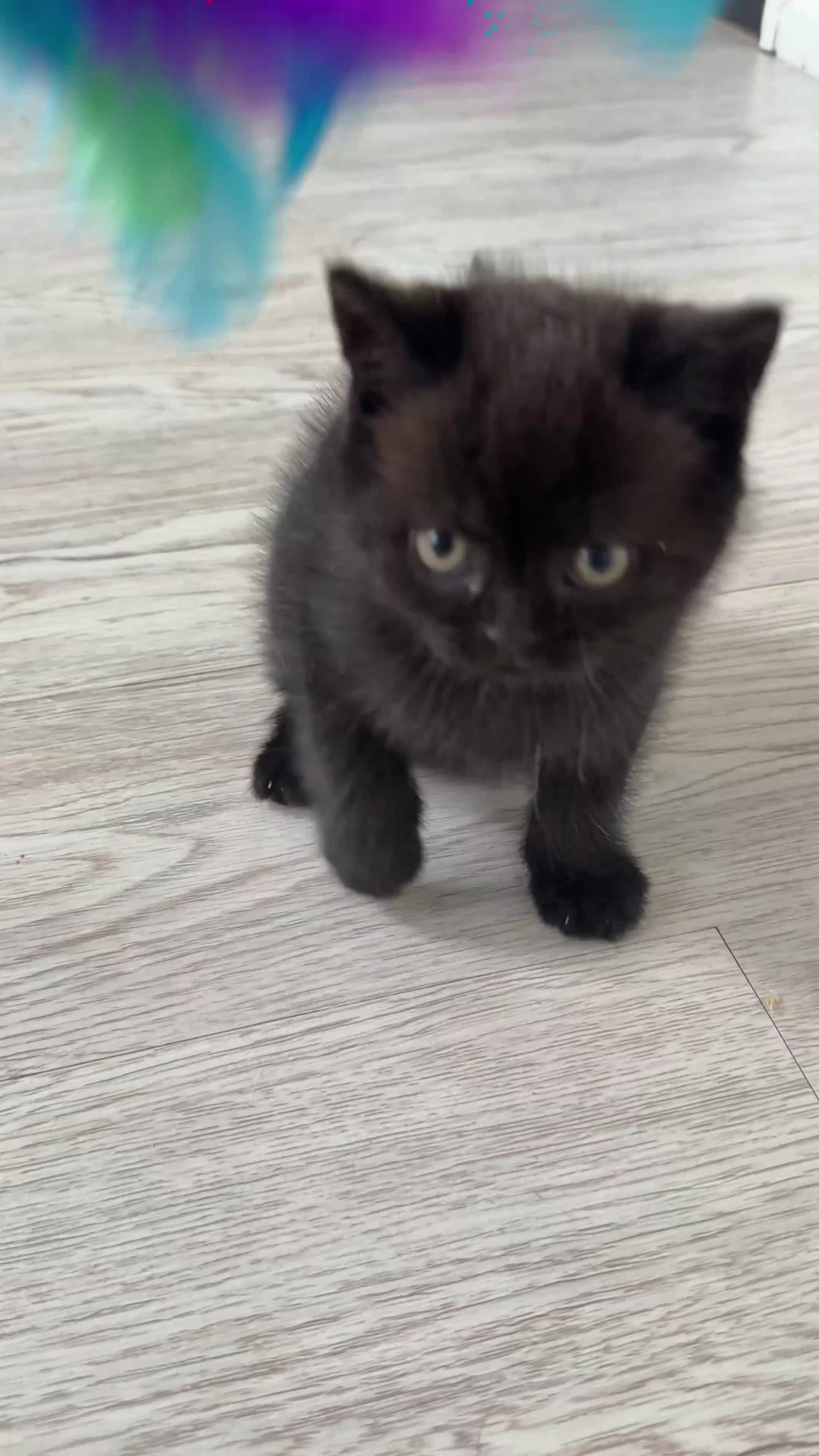 Scottish Fold cats for sale: Scottish straight kittens  - Video 1