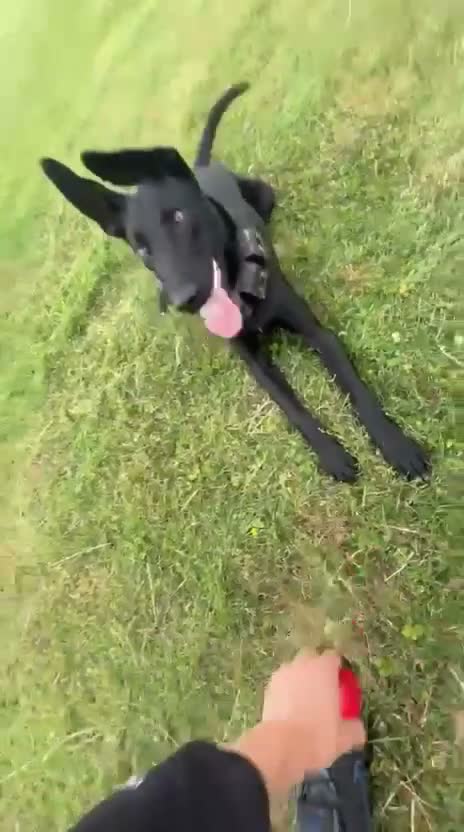 Mixed Breed dogs for sale: Dutch herder - Video 4