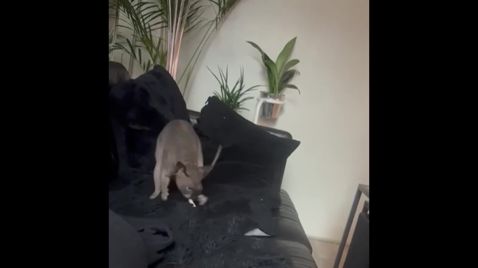 Sphynx cats for sale: 4 years Tica Active girl never breed - Video 1