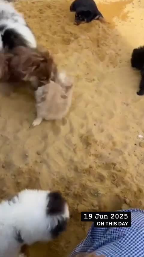Pomeranian dogs for stud: Pomeranian for Stud.. 💙🧬 in Leeds - Video 1