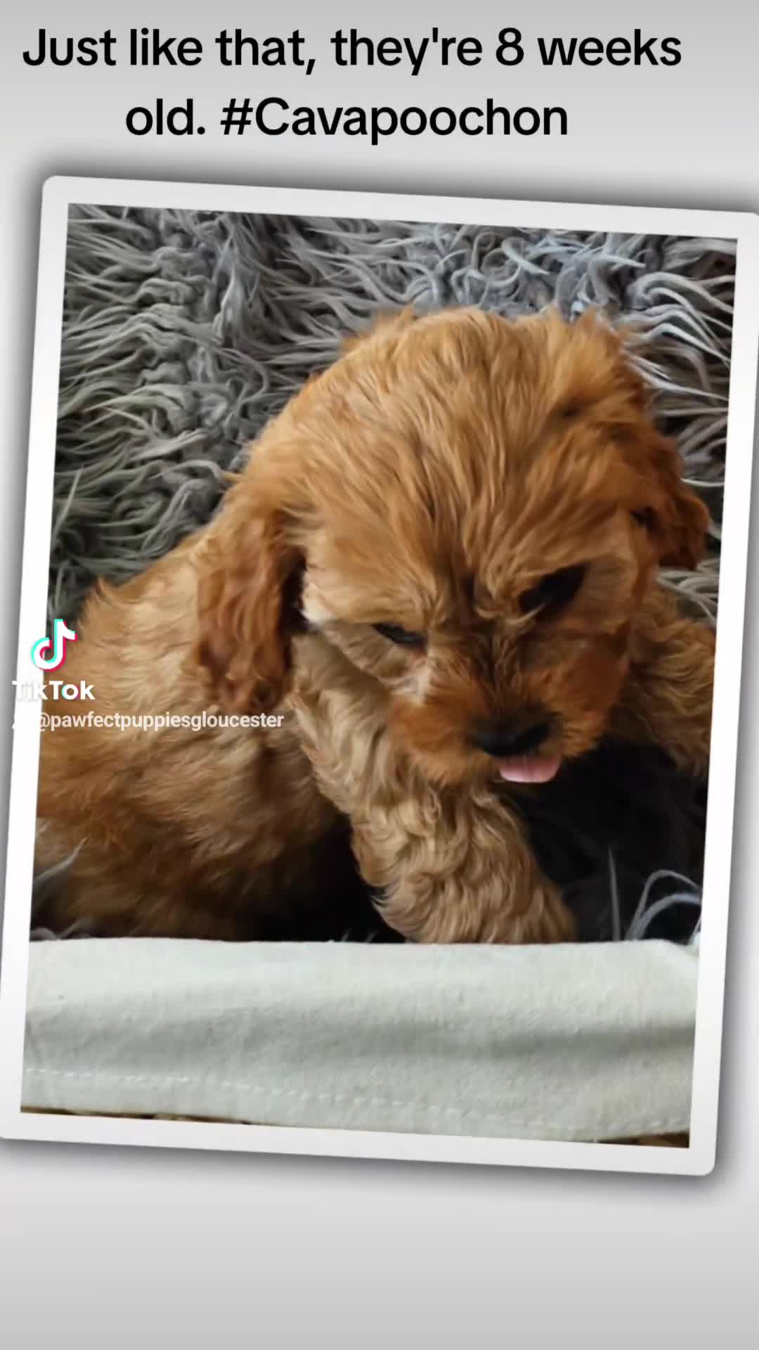 Toy Poodle dogs for stud: Stud KC-registered toy poodle, DNA clear. in Gloucester - Video 4