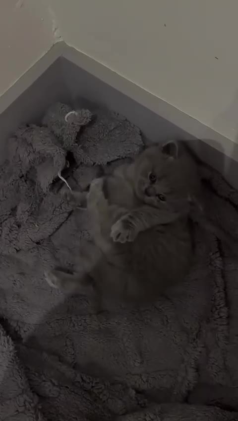 British Shorthair cats for stud: GCCF reg blue British Shorthair for stud - Video 2