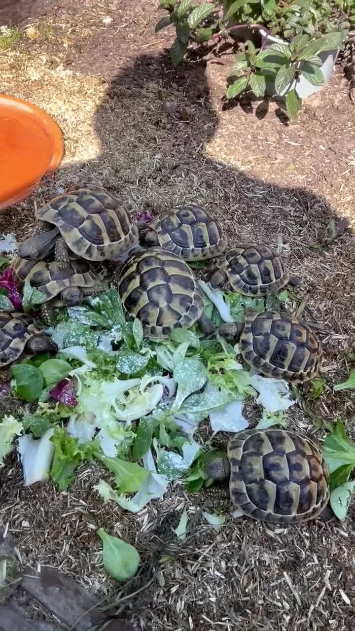 Tortoise reptiles for sale: Stunning baby Hermann Tortoises CB in the UK - Video 1