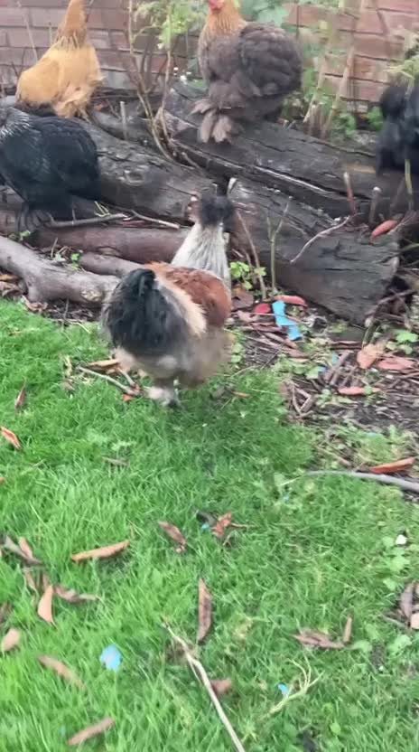 Chickens poultry for sale: Pure bred Silkie cockerel - Video 1