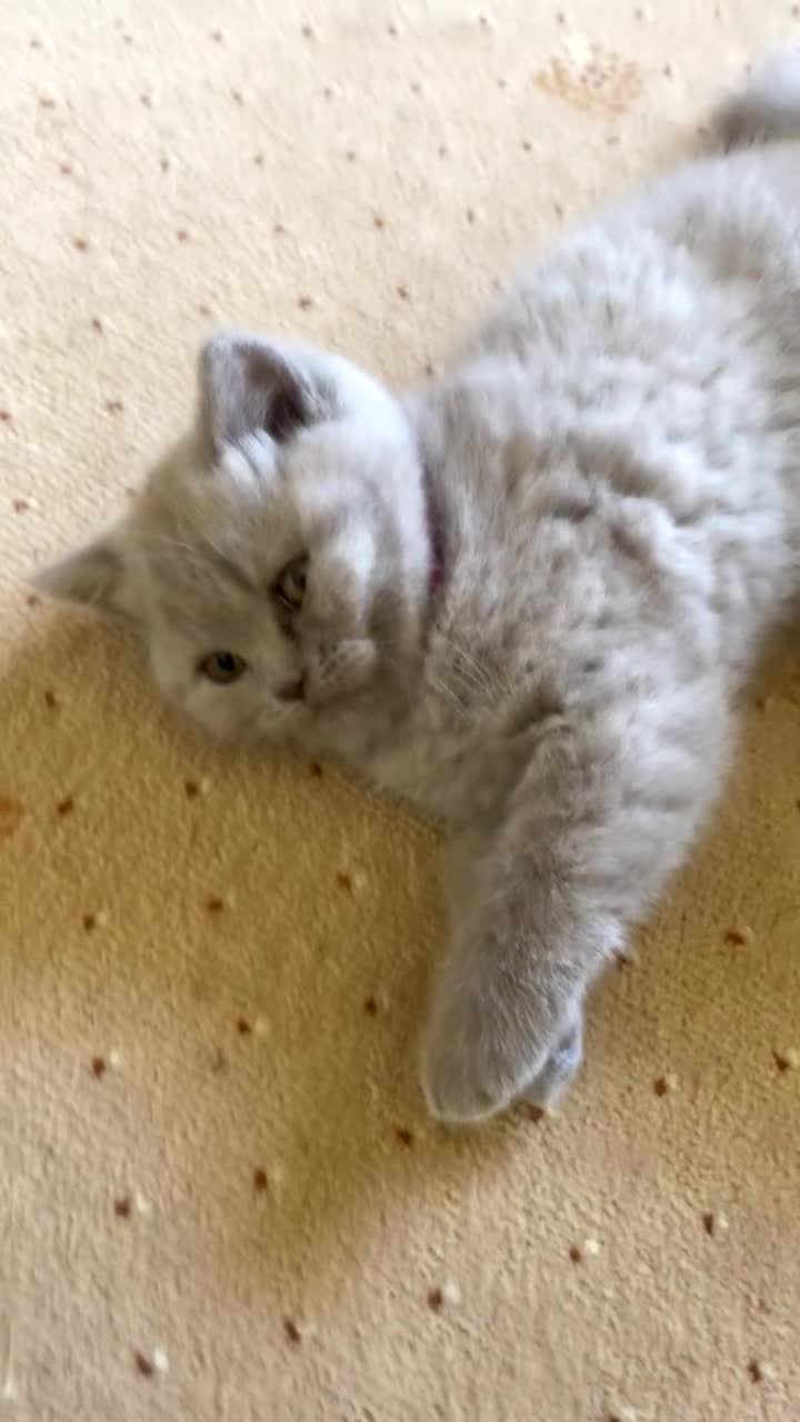 British Shorthair cats for sale: British Shorthair Kittens - Video 1