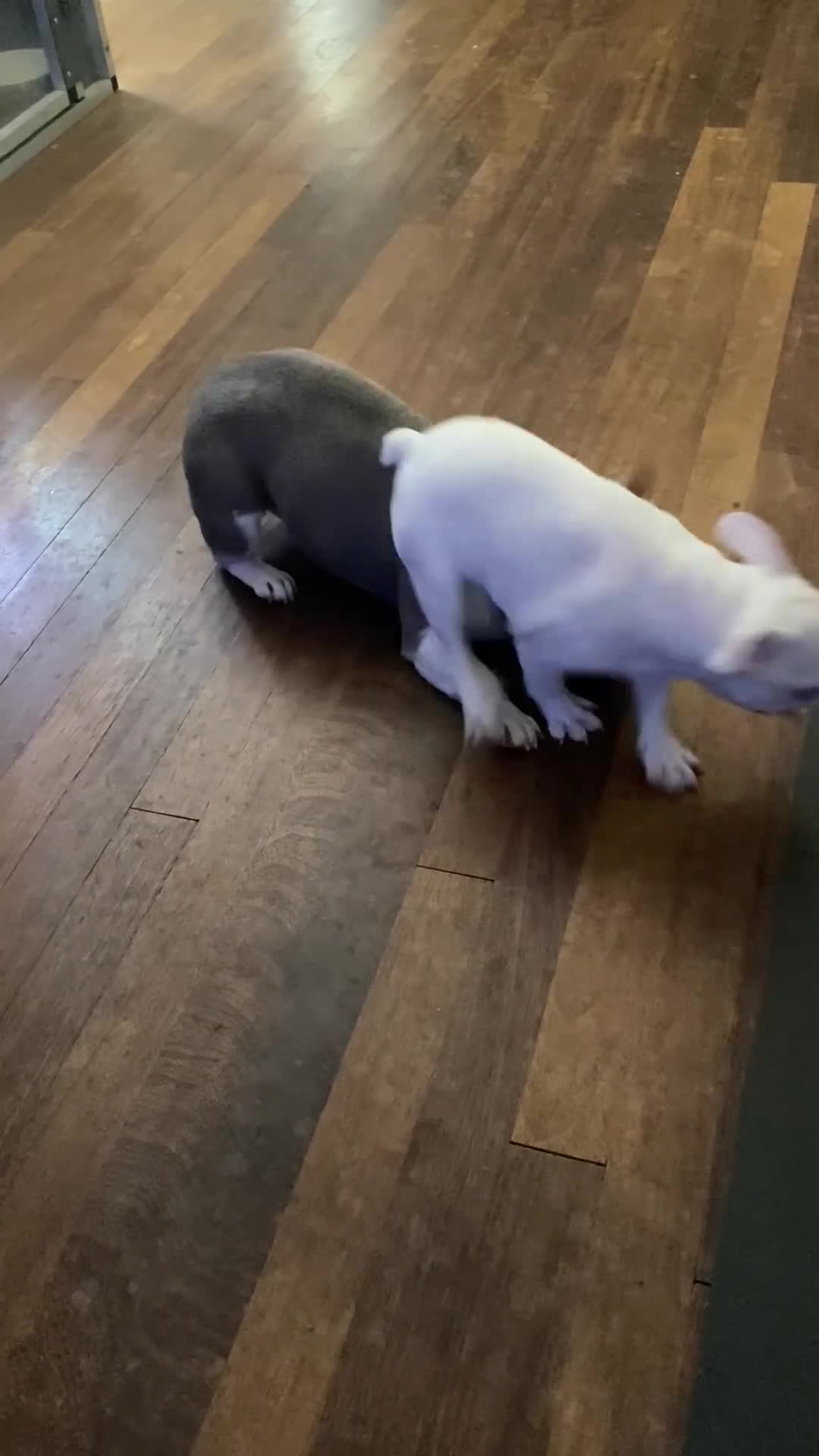 French Bulldog dogs for sale: Last Pink KC registered French Bulldog puppy - Video 2