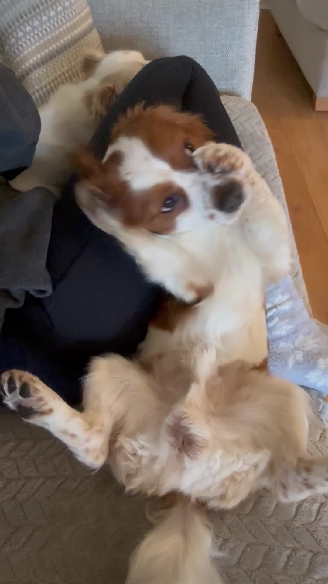 Cavachon dogs for sale: 14 month old Cavachon - Video 1