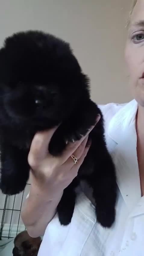 Chow Chow dogs for sale: 🐻❤️ GORGEOUS KC REGISTERED CHOW CHOW PUPPIES 🐾 - Video 4