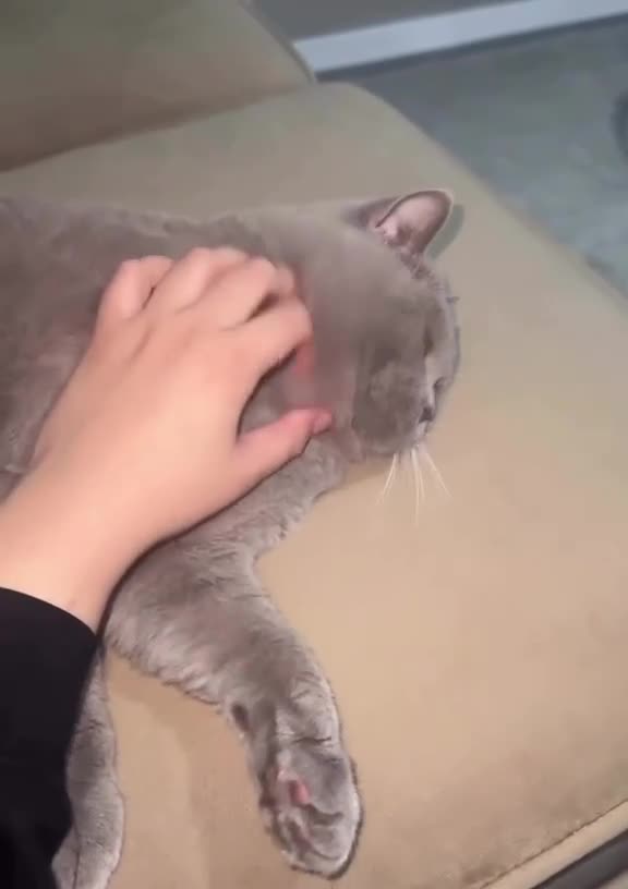 British Shorthair cats for sale: 🐈 GCCF Registered Lilac British Shorthair Stud - Video 1