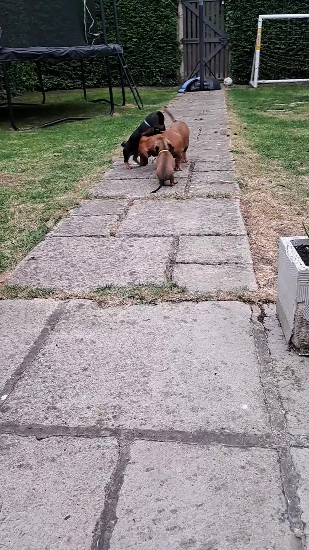 Dachshund dogs for sale: Dauchound puppies in London - Video 1