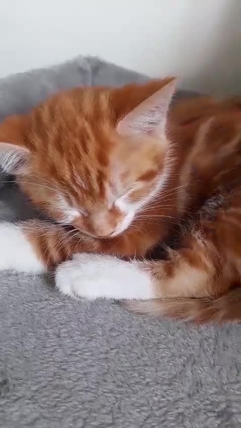 Mixed Breed cats for sale: Kittens Looking for Loving Homes 🏡  - Video 1