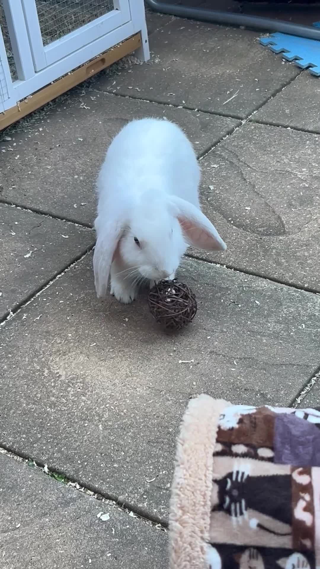 Mini Lop rabbits for sale: White Mini lop blue eyes - Video 1