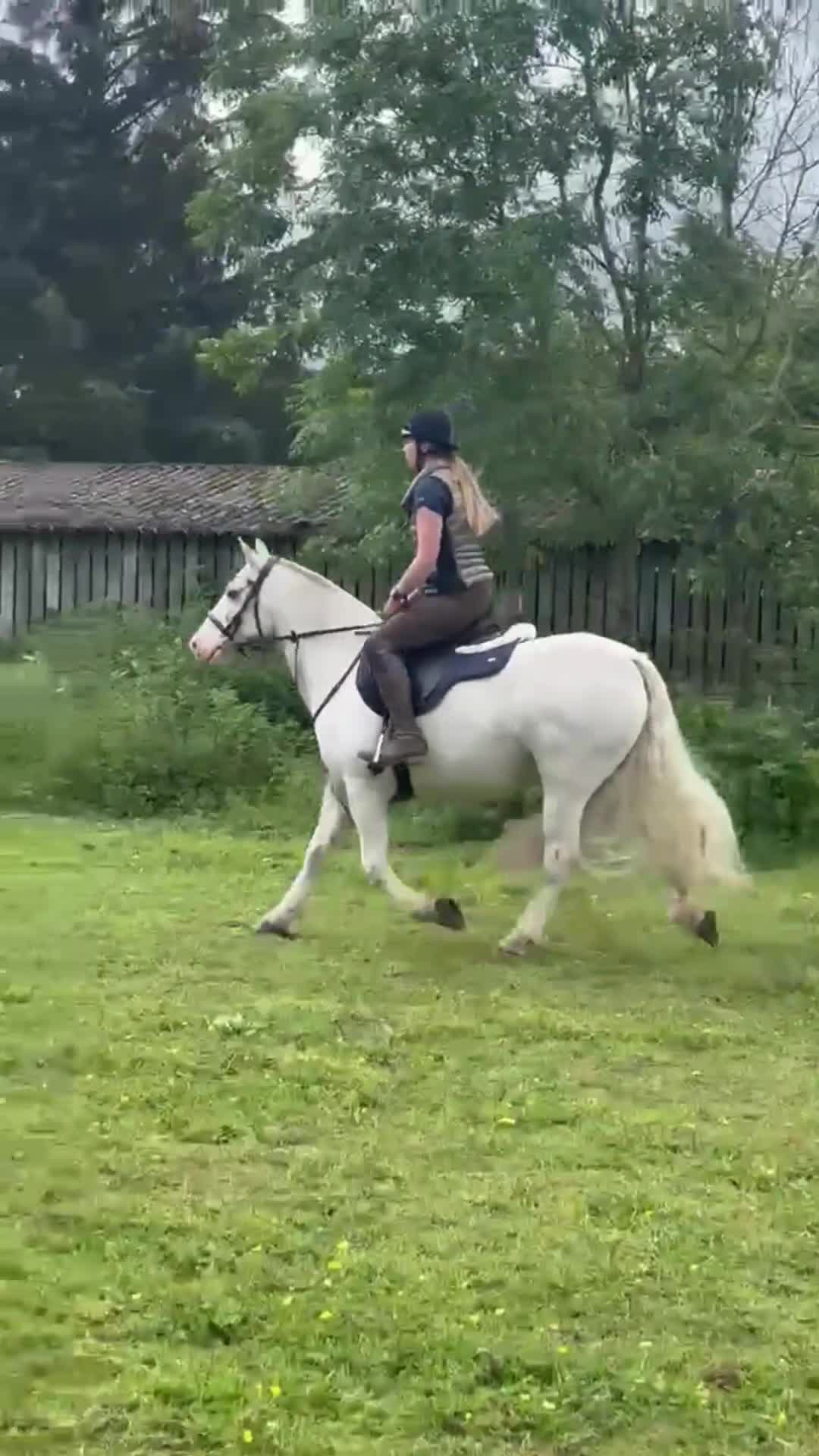 Irish Cob horses for sale: 14.1/2 9yr old cob gelding all-rounder  in Newcastle upon Tyne - Video 1