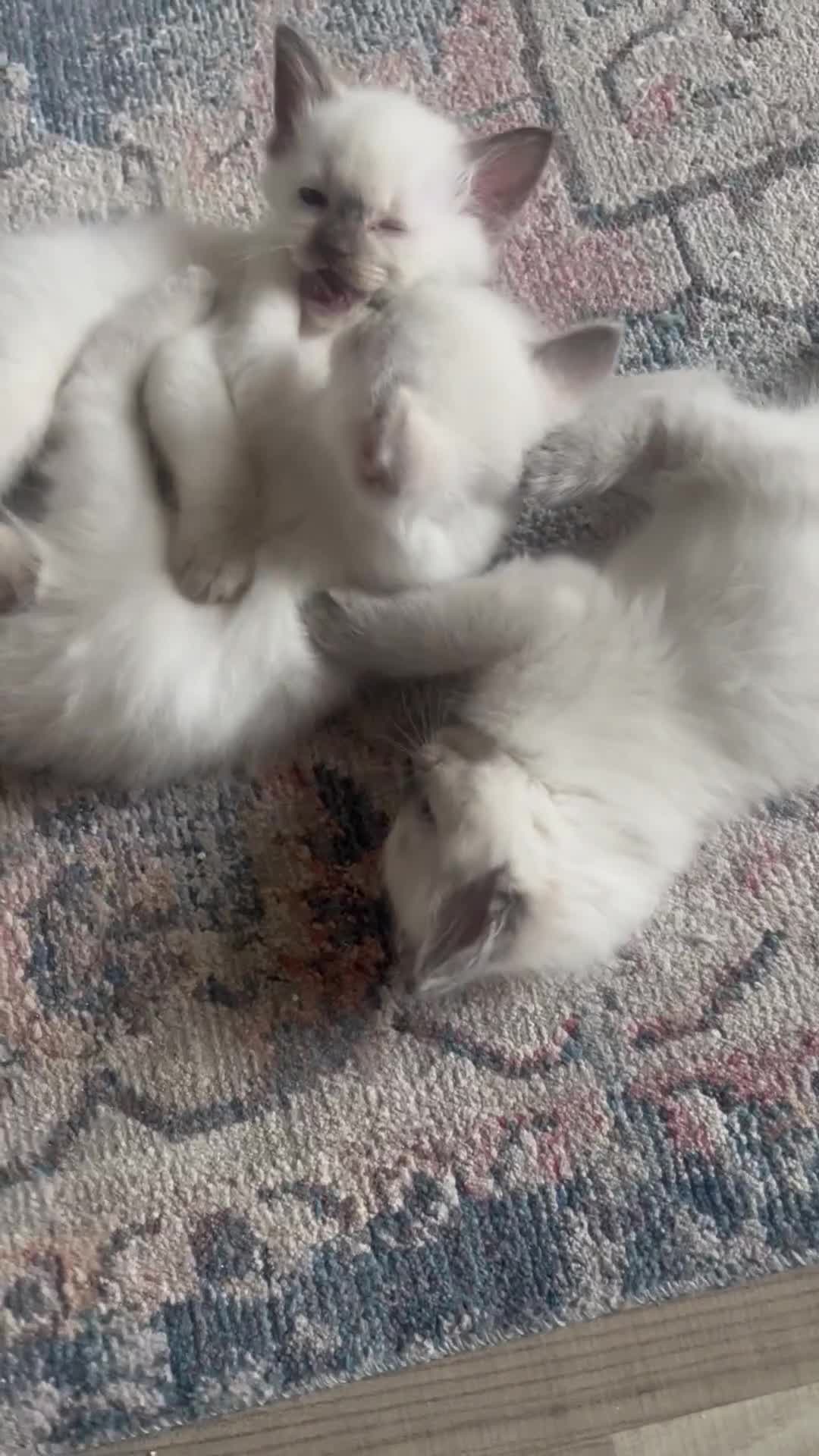 Ragdoll cats for sale: Pure breed ragdolls - Video 1