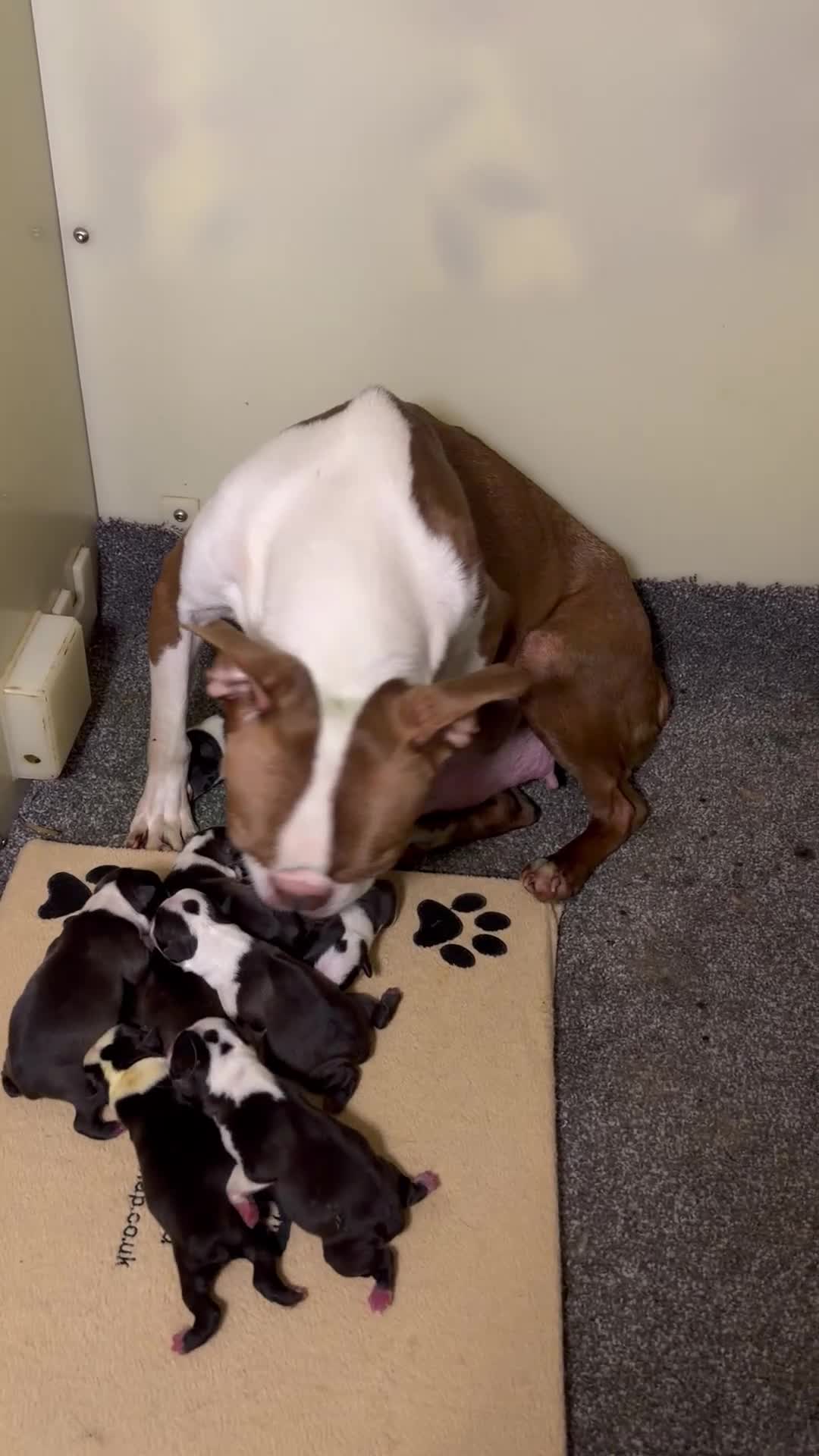 Boston Terrier dogs for sale: Lovely litter of Boston Babies - Video 2