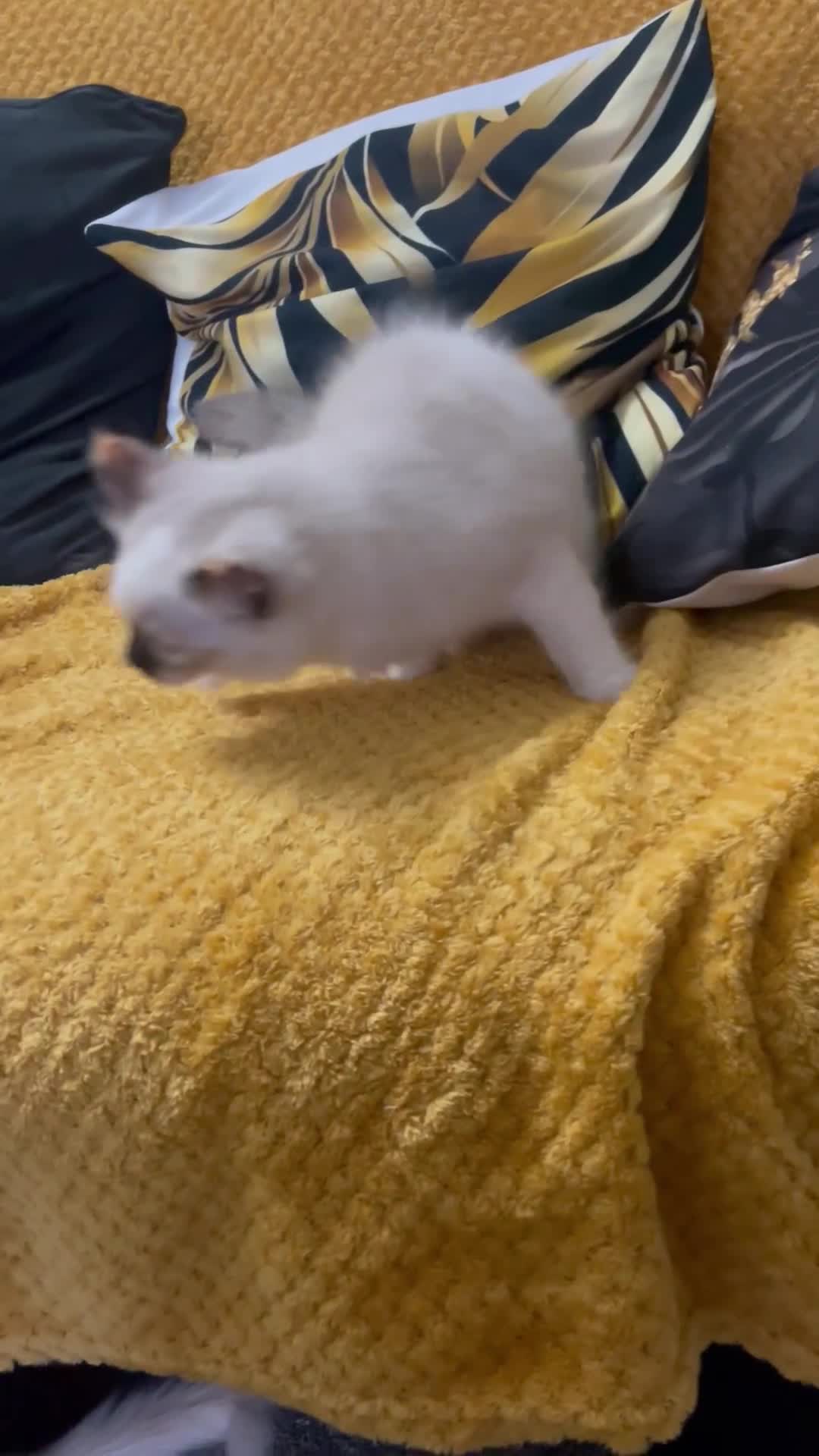 Ragdoll cats for sale: Ragdoll adults Purebred pedigree 5 generations  - Video 4