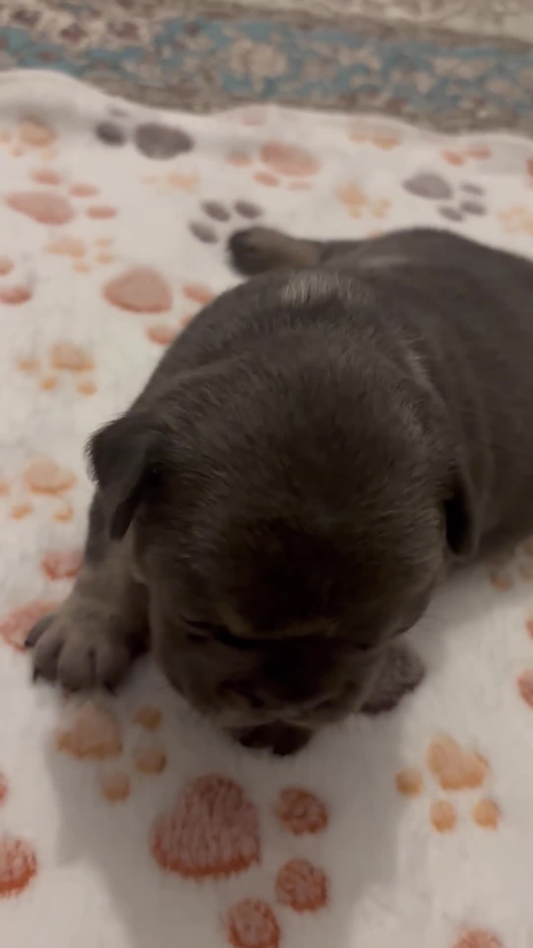 French Bulldog dogs for sale: 4 female French bulldog  - Video 4